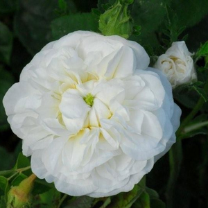 Poзa Ботсари - белая - Дамасская  роза 